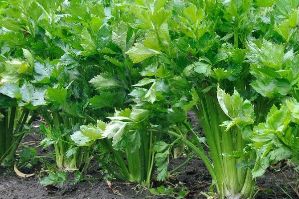 芹菜为何会先期抽薹,主要原因是低温过后又遇到高温天气