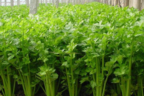 芹菜为何会先期抽薹,主要原因是低温过后又遇到高温天气