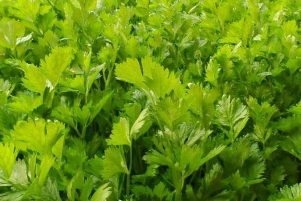 芹菜为何会先期抽薹,主要原因是低温过后又遇到高温天气