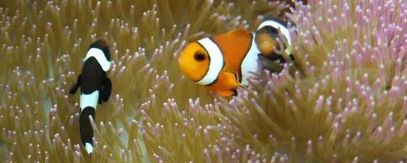 小丑鱼好不好养