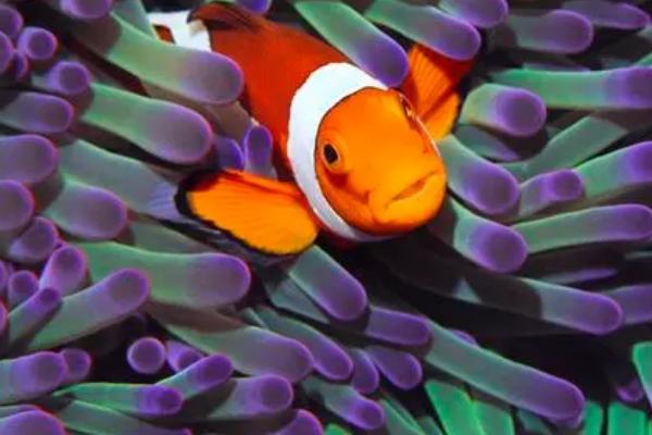 小丑鱼好不好养,属于不易饲养的鱼种、兑水温和水质有一定要求