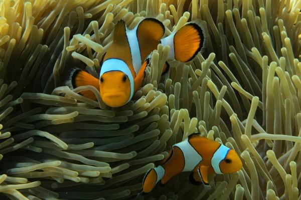 小丑鱼好不好养,属于不易饲养的鱼种、兑水温和水质有一定要求