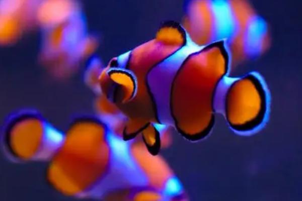 小丑鱼好不好养,属于不易饲养的鱼种、兑水温和水质有一定要求