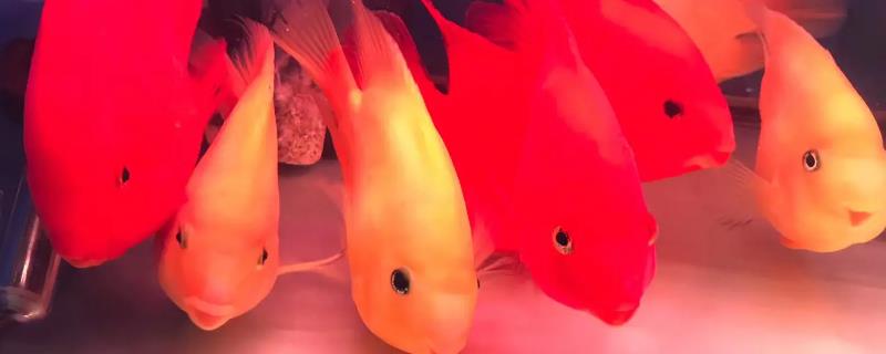 招财鱼和什么鱼混养好