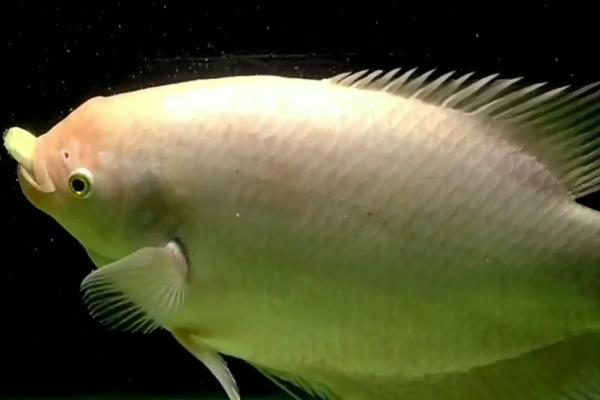 招财鱼和什么鱼混养好,并不是太适合跟其它的鱼类混养