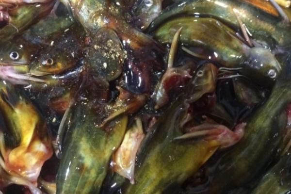 黄骨鱼怎么挑选,鲜活的和冰冻的挑选方法不同