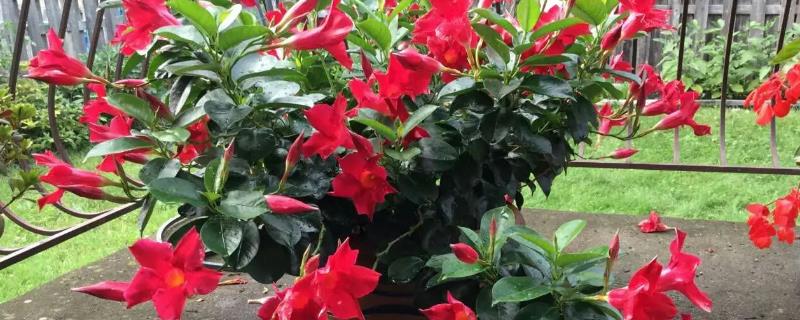 飘香藤好不好养