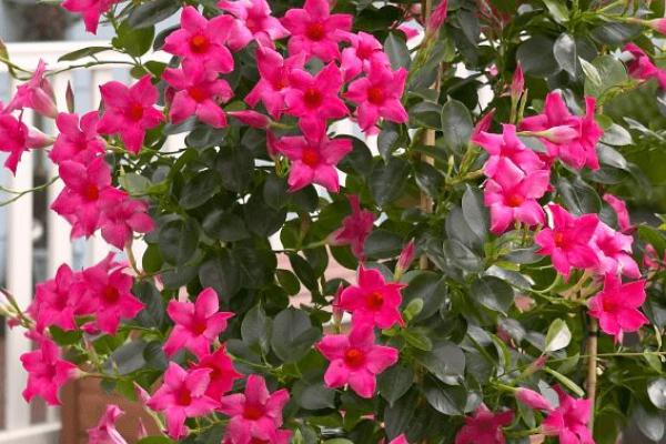 飘香藤好不好养,属于不太好养的植物