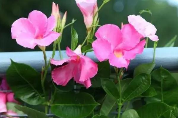 飘香藤好不好养,属于不太好养的植物