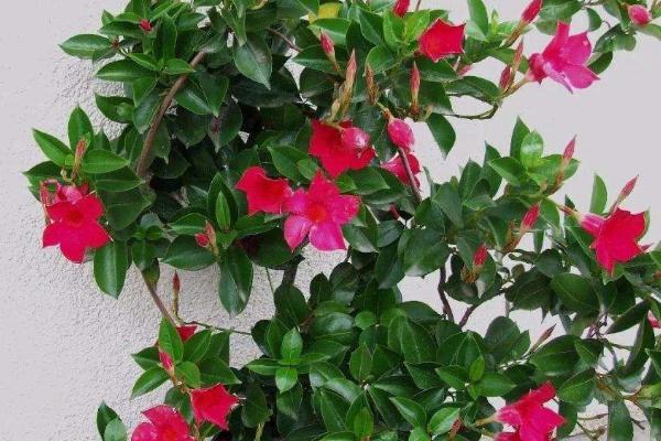 飘香藤好不好养,属于不太好养的植物