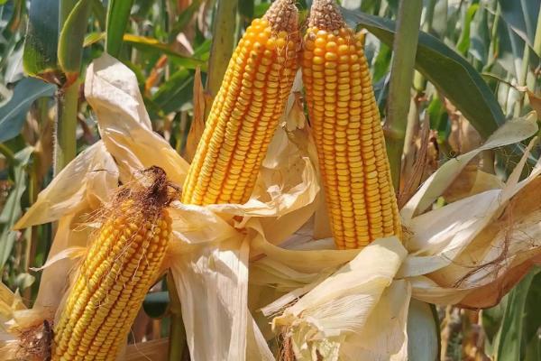 千单7号玉米品种的特性,春播平均生育期137.7天