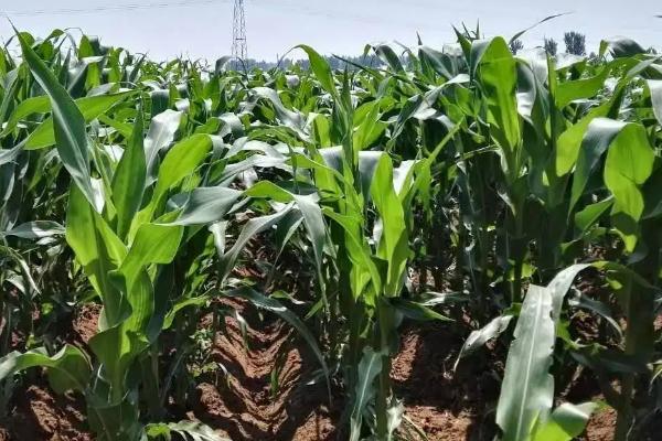 千单7号玉米品种的特性,春播平均生育期137.7天