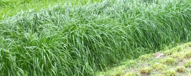 黑麦草的价值