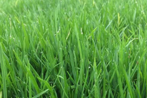 黑麦草的价值,可作为家畜的饲料