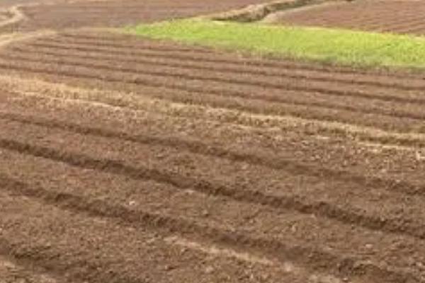 黑麦草的价值,可作为家畜的饲料