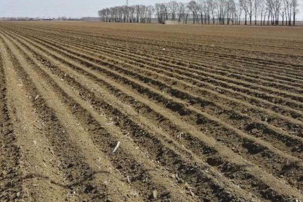 黑麦草的价值,可作为家畜的饲料