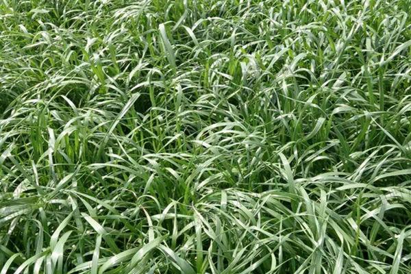 黑麦草的价值,可作为家畜的饲料