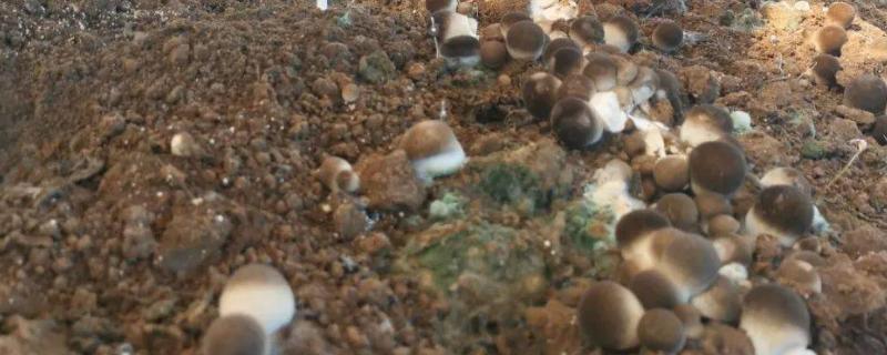 有机草菇如何种植才能高产