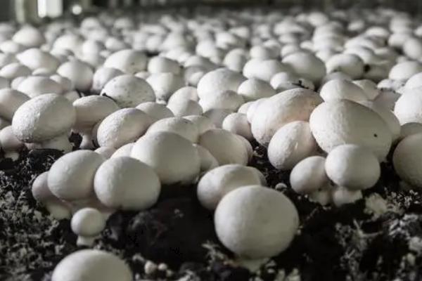 有机草菇如何种植才能高产,需控制温度培养健壮的菌丝