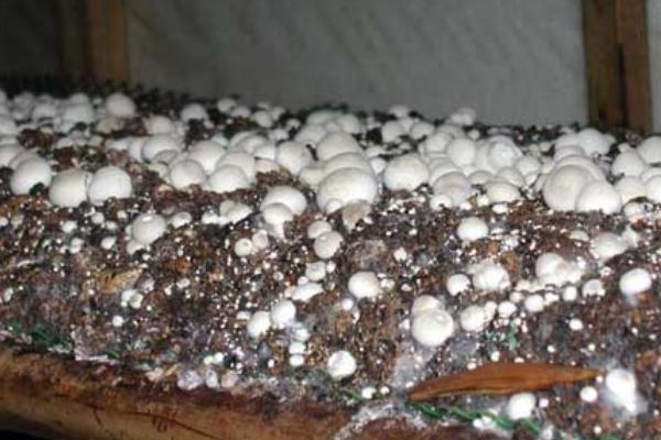 有机草菇如何种植才能高产,需控制温度培养健壮的菌丝