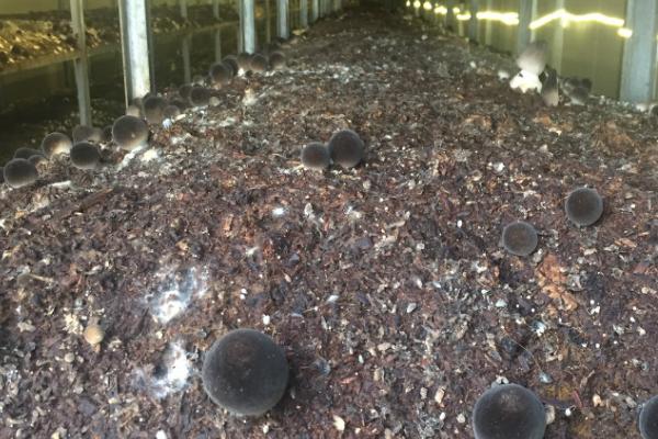 有机草菇如何种植才能高产,需控制温度培养健壮的菌丝