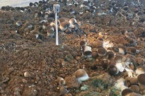 有机草菇如何种植才能高产,需控制温度培养健壮的菌丝