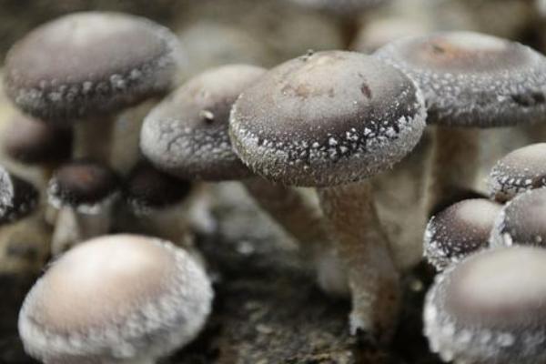 有机草菇如何种植才能高产,需控制温度培养健壮的菌丝