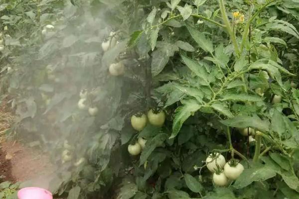 西红柿晚疫病症状,主要为害幼苗、叶片、茎和果实