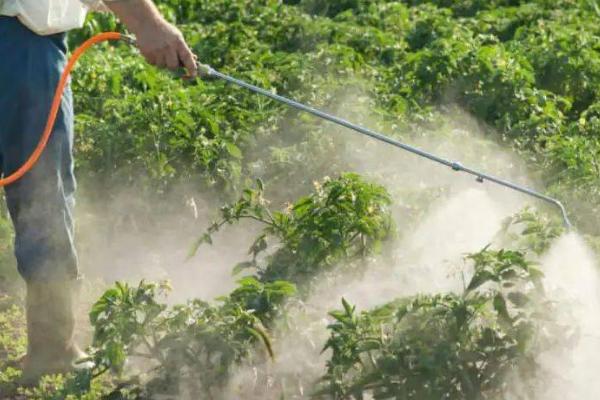 西红柿晚疫病症状,主要为害幼苗、叶片、茎和果实