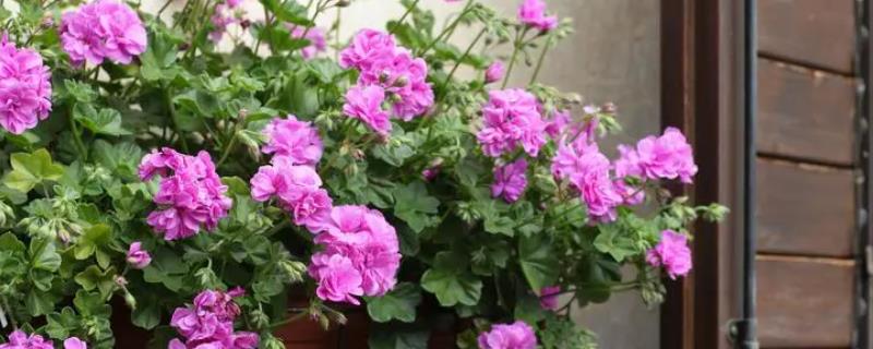 天竺葵的种植时间