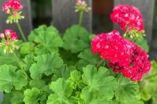 天竺葵的种植时间,1至2月份适合扦插