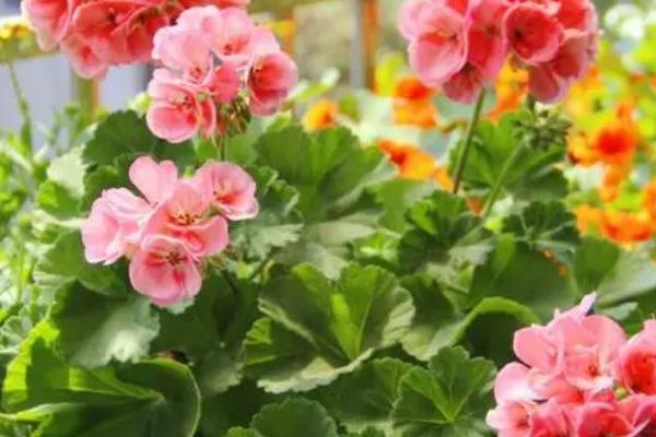 天竺葵的种植时间,1至2月份适合扦插