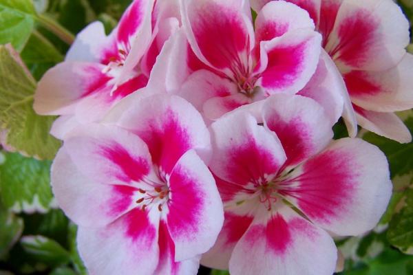 天竺葵的种植时间,1至2月份适合扦插