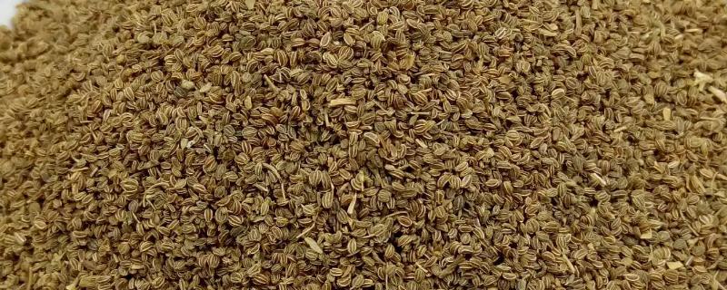 芹菜种子发芽所需时间