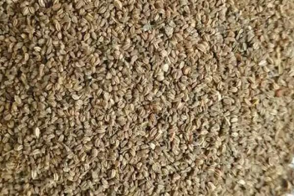 芹菜种子发芽所需时间,温度适宜时只需7-10天