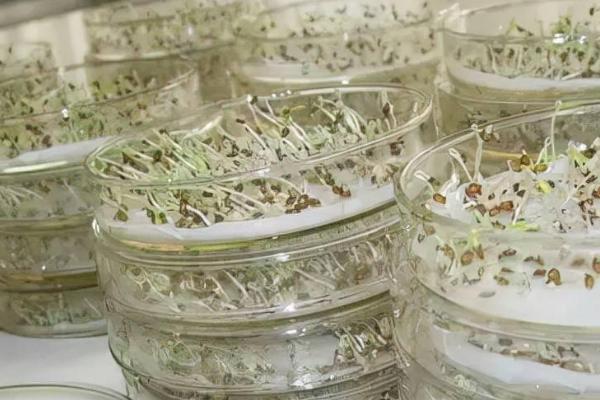 芹菜种子发芽所需时间,温度适宜时只需7-10天