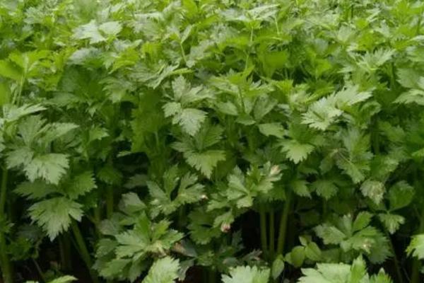 芹菜种子发芽所需时间,温度适宜时只需7-10天