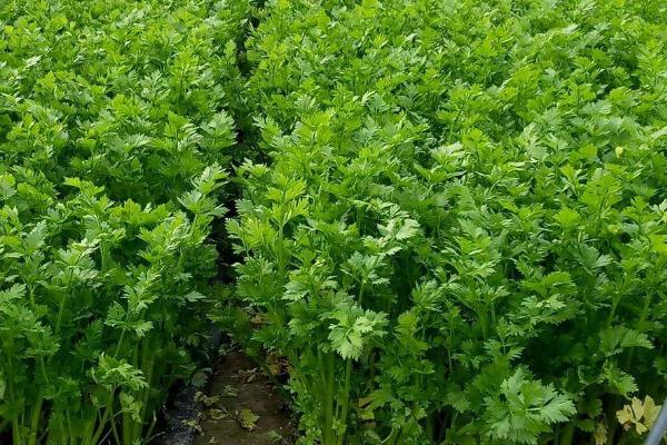 芹菜种子发芽所需时间,温度适宜时只需7-10天