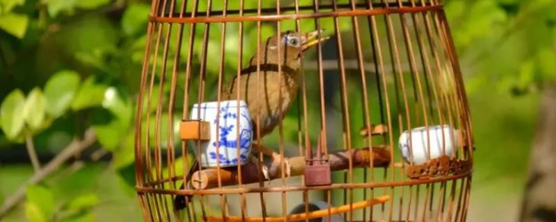 画眉鸟冬天能放在室外吗