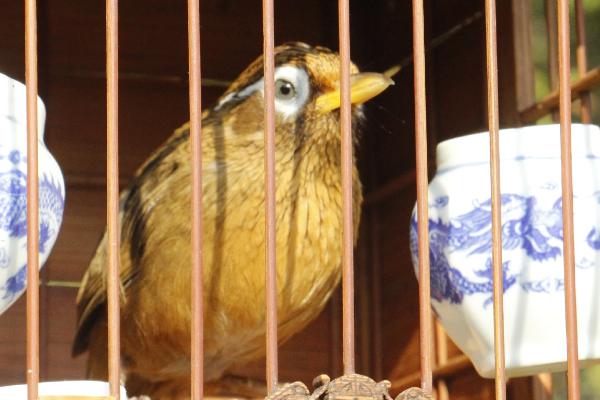 画眉鸟冬天能放在室外吗,主要取决于温度