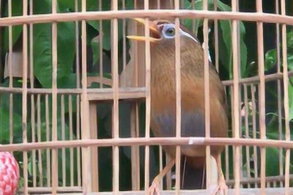 画眉鸟冬天能放在室外吗,主要取决于温度