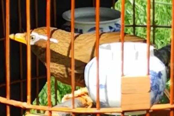 画眉鸟冬天能放在室外吗,主要取决于温度