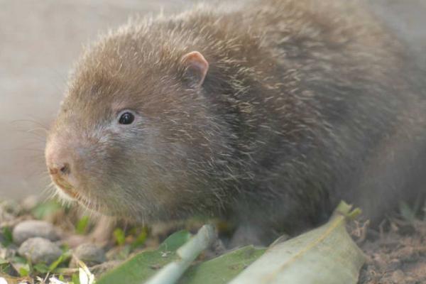 竹鼠的体重一般是多少斤,主要取决于品种、年龄等因素