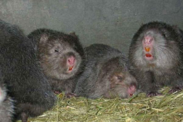 竹鼠的体重一般是多少斤,主要取决于品种、年龄等因素