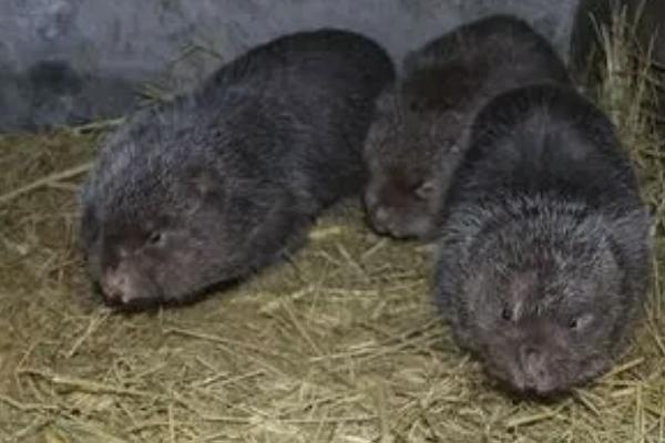 竹鼠的体重一般是多少斤,主要取决于品种、年龄等因素