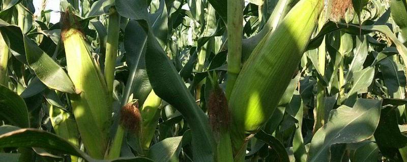 甘优2233玉米种子介绍