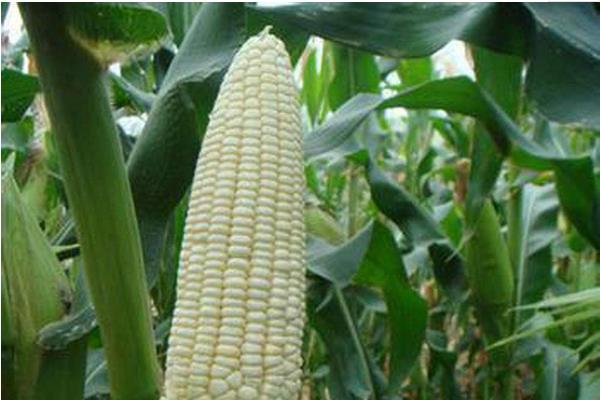 甘优2233玉米种子介绍，中抗大斑病