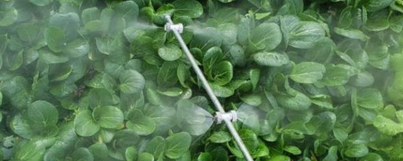 蔬菜植物生长调节剂使用注意事项