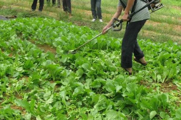蔬菜植物生长调节剂使用注意事项,注意应用范围和使用方式