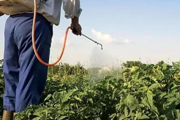 蔬菜植物生长调节剂使用注意事项,注意应用范围和使用方式